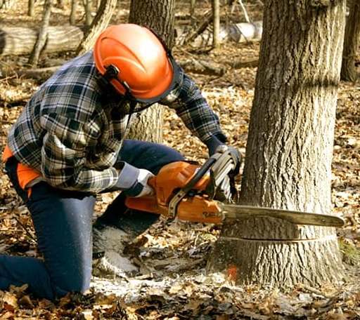 Tree Removal in Scranton, AR